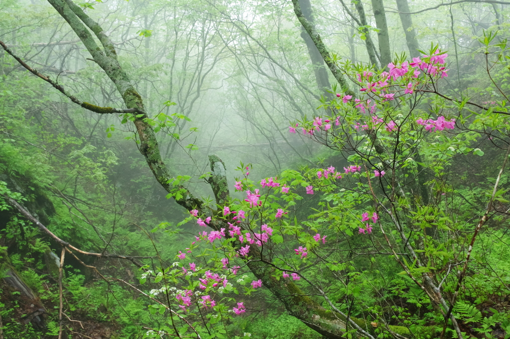 霧の山