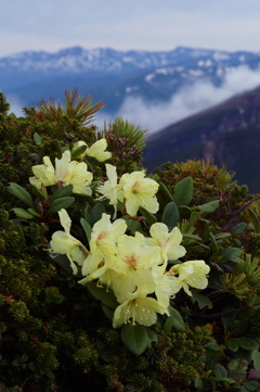 花の山