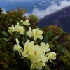 花の山