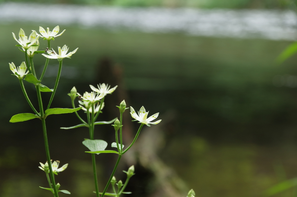 清流の花