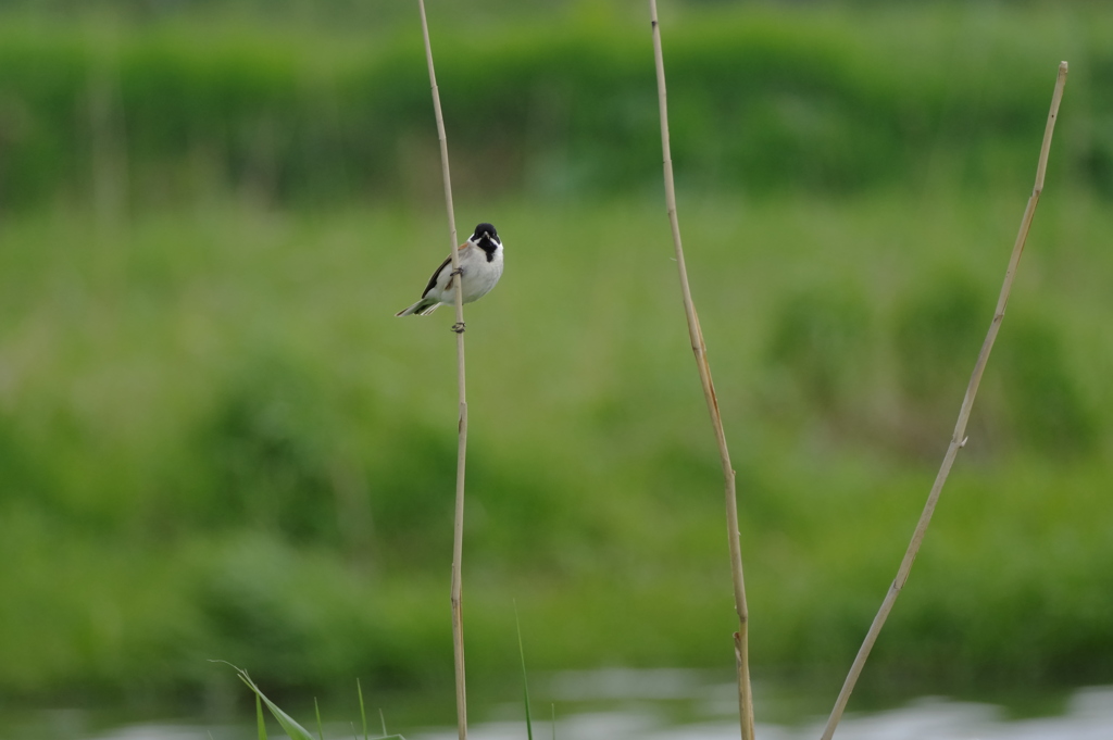 川辺を飛ぶ鳥