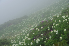 霧の花畑