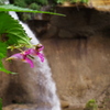 滝に咲く花