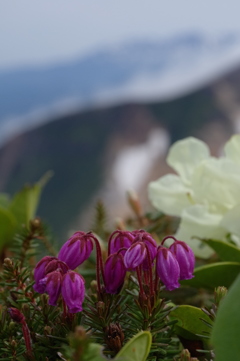 山を見る花