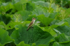 大きな声で