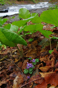 木陰