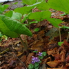 木陰