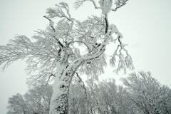 白い木