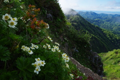 花の山