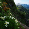 花の山