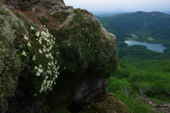 岩の花
