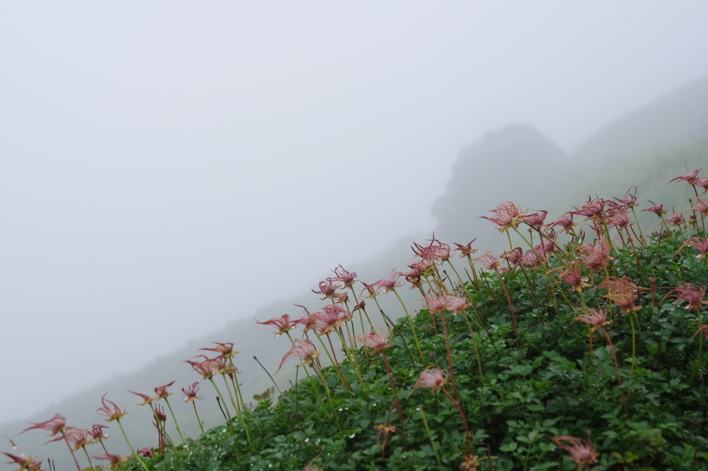 霧の果穂