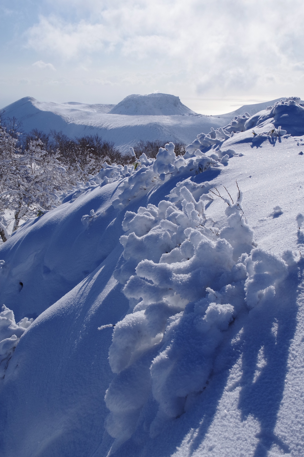 雪サンゴ