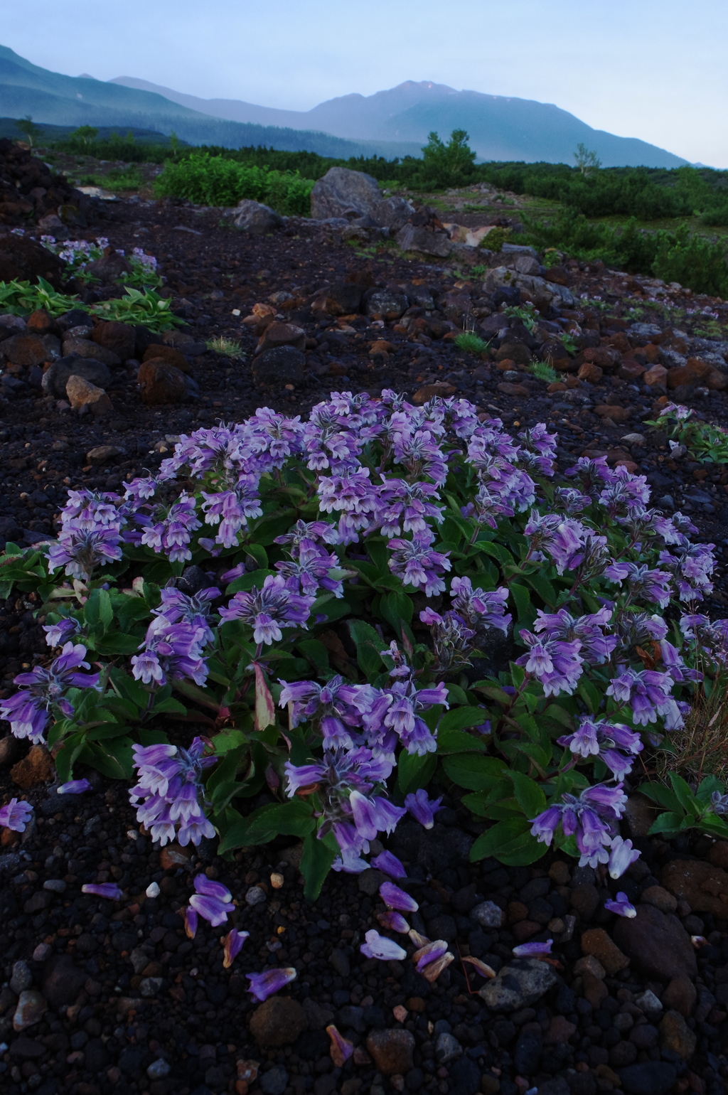 雲上の花