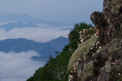 雲上に咲く花
