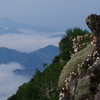 雲上に咲く花