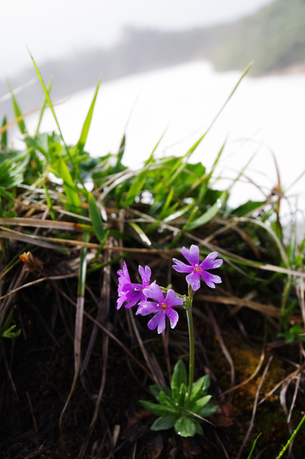 夕張岳を救った花