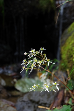 沢に咲く花