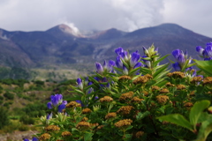秋の花の季節