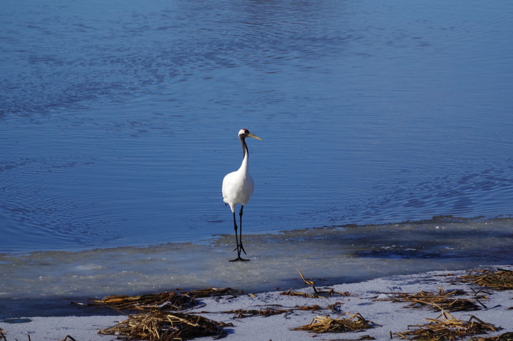 モンローウォーク