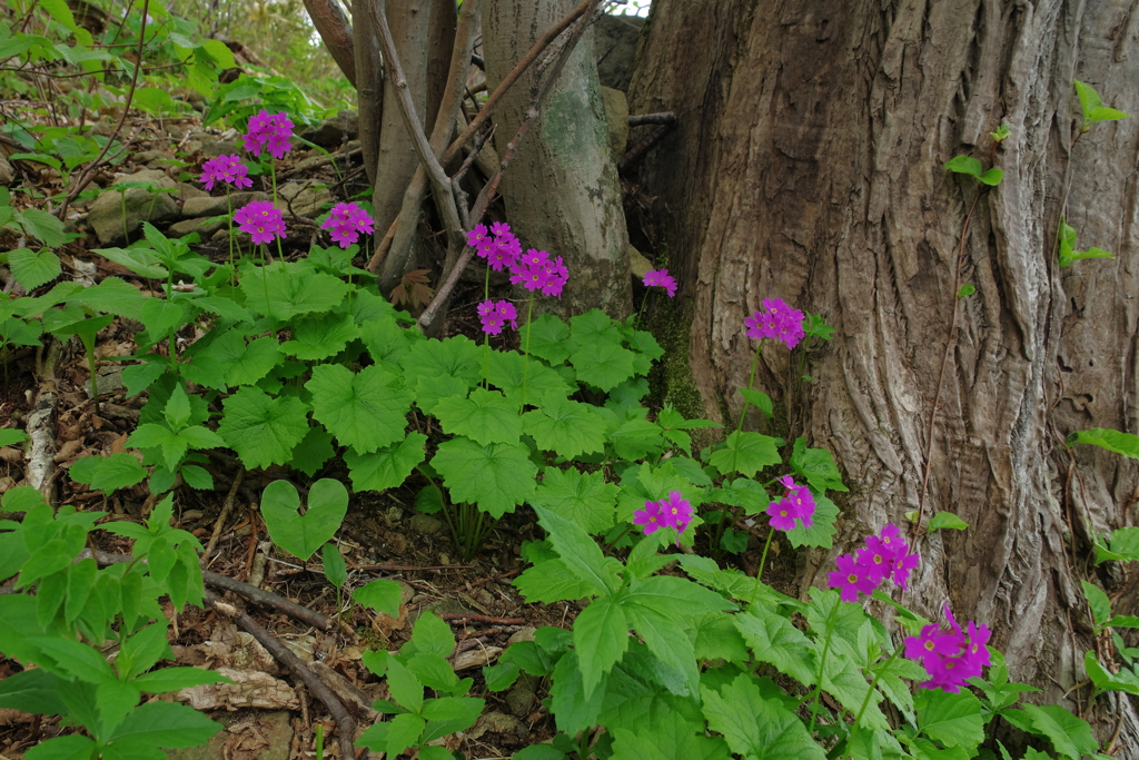 林床の花