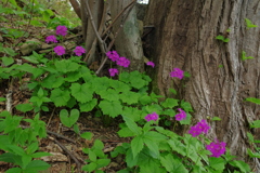 林床の花