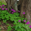 林床の花