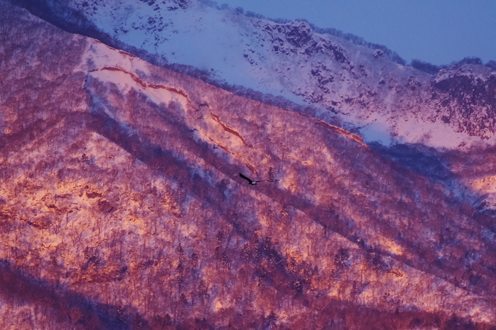 モルゲンとオオワシ