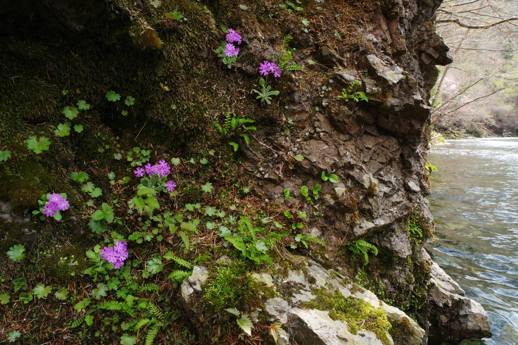 チロロ川の花