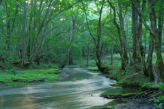 静かな川