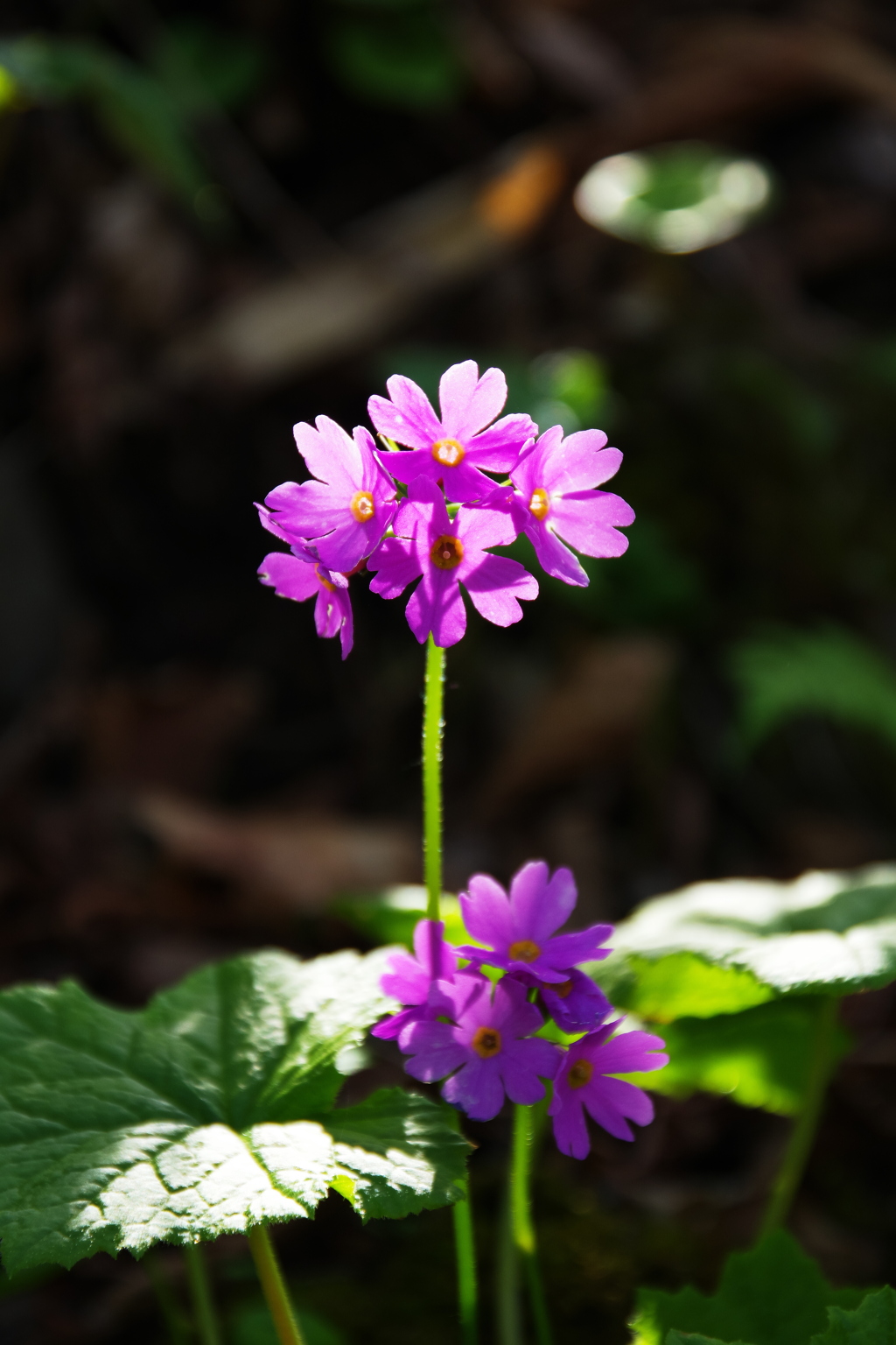 輝く花