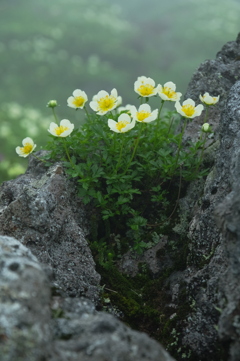 花束