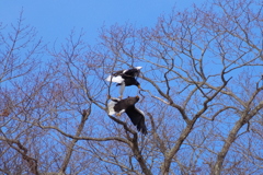 空中戦