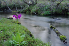 花咲く川