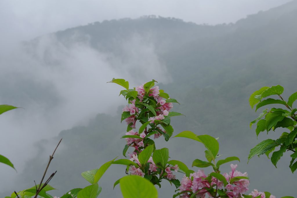 花の尾根