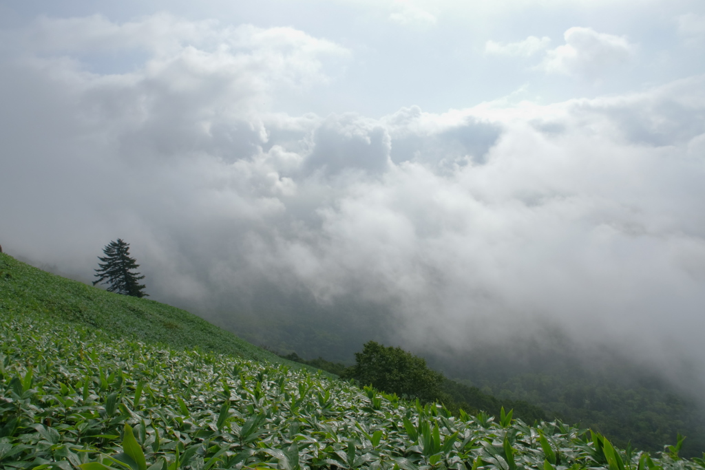踊る雲
