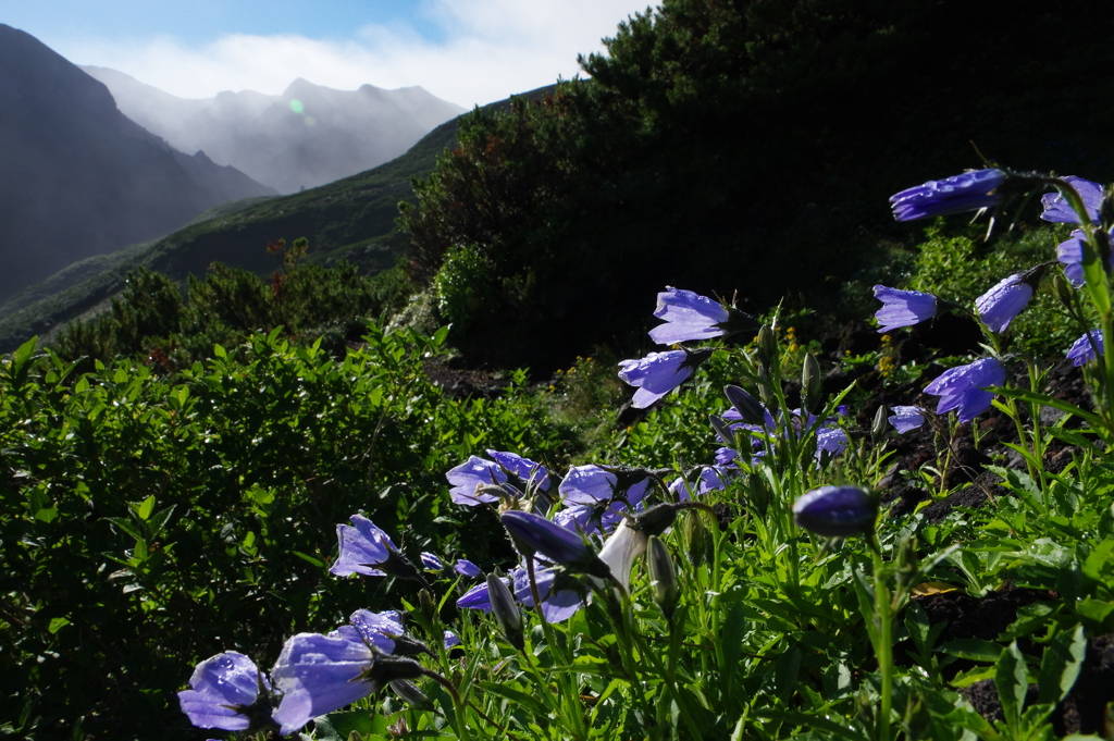 登山道の花