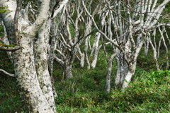 登山道のダケカンバ