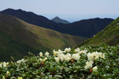 火山の花