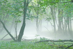 漂う霧