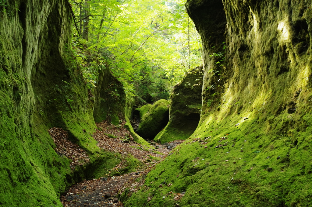 楓沢