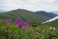 花咲く山