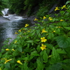 渓流の花