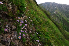 崖に咲く花