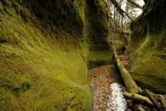 苔の壁