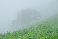 霧の笹山
