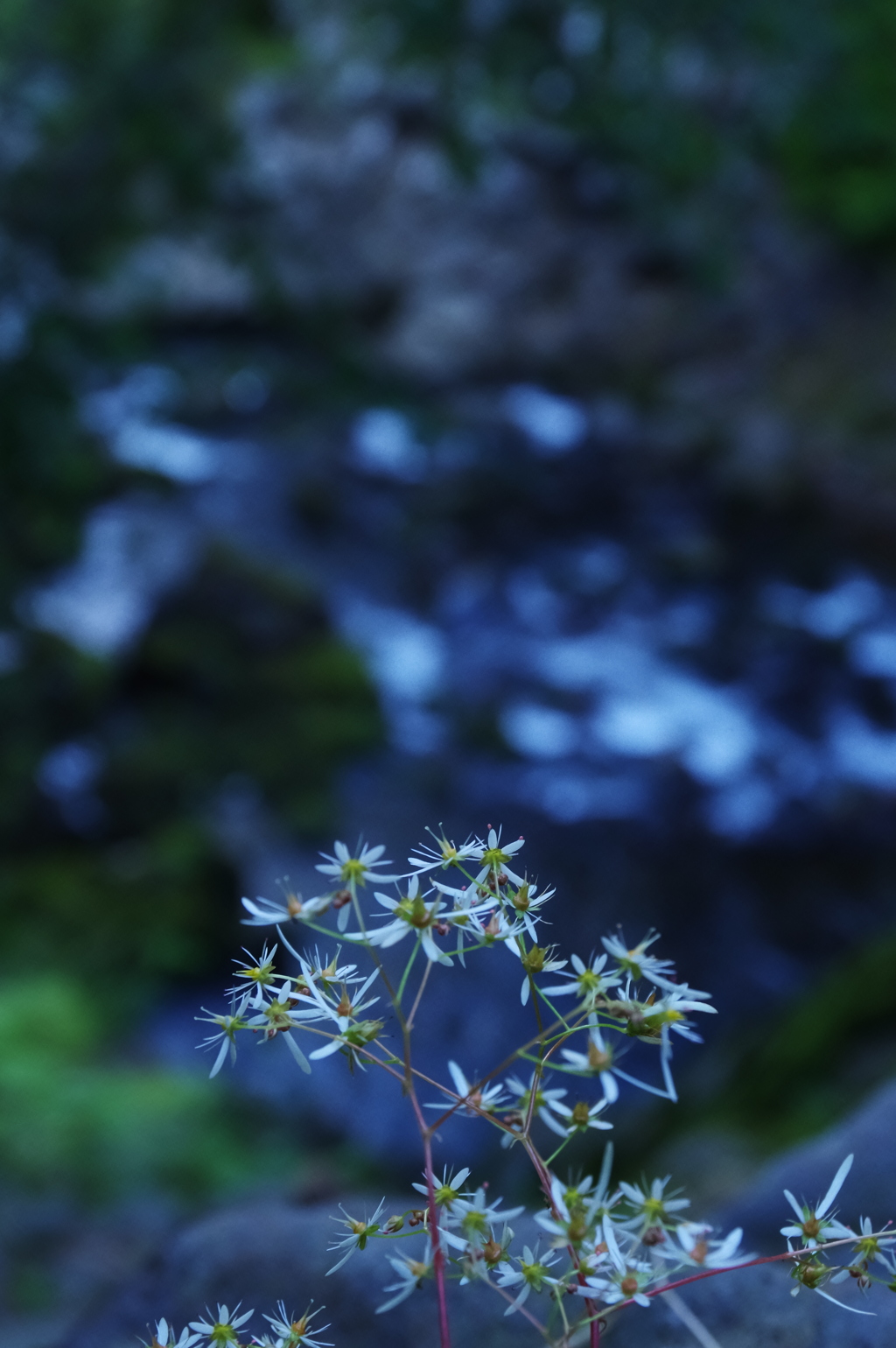 渓流の花