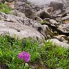 残っていた花