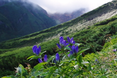 火口の花