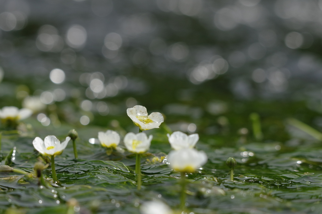 水中花